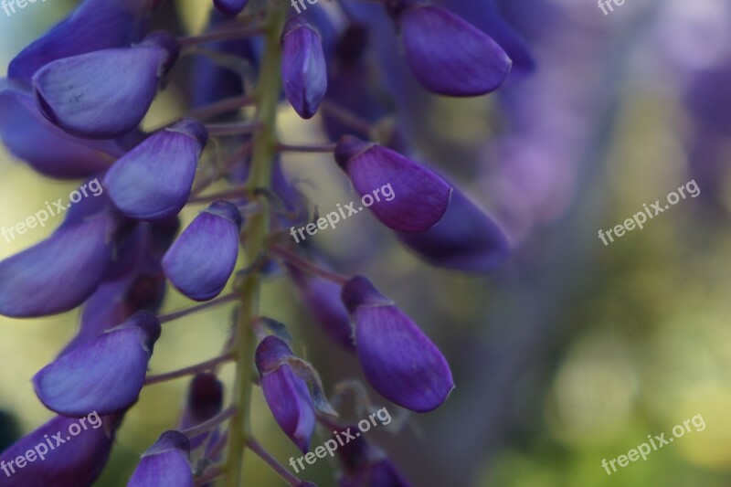 Glycine Flower Blue Spring Nature