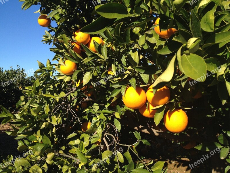 Valencia Orange Tree Fruit Vegetable