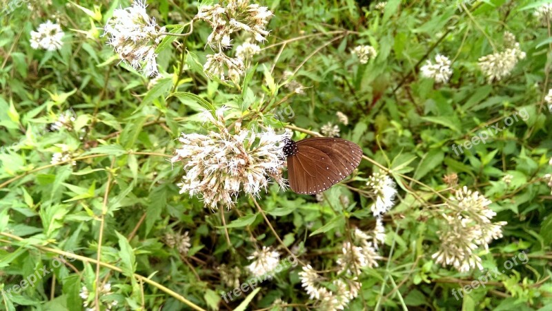 Round-winged Crow Butterflies Black Crow Butterflies Round Crow Butterflies Butterfly Nymphalidae