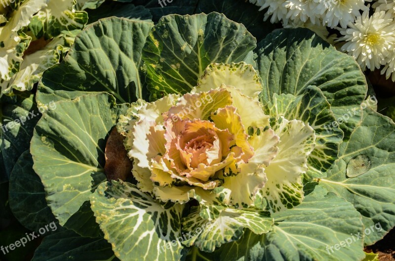 Cabbage Flower Garden Green Plant Free Photos