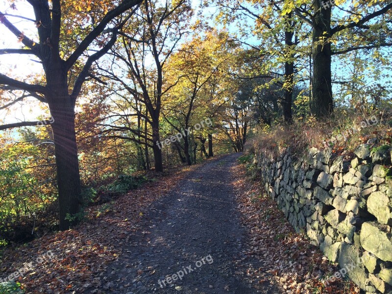 Path Wall Stone Nature Tree