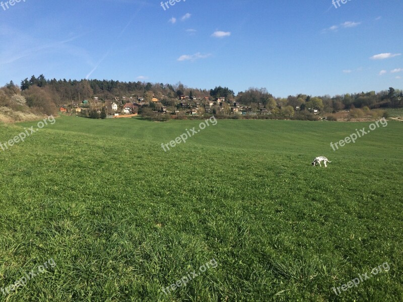 Nature Meadow Grass Green Sky