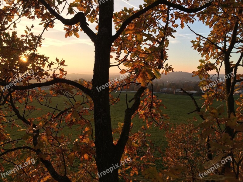 Tree Foliage Crown Branches Autumn