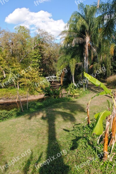 Palm Tree Landscape Tropical Garden Palm