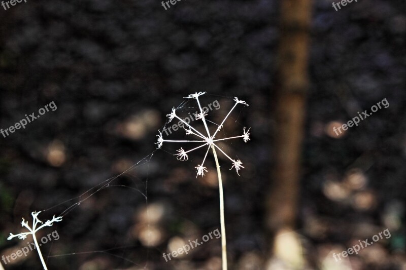 Sun Mood Plant Filigree Light