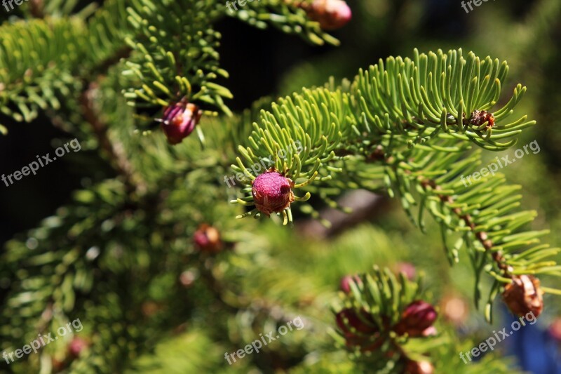 Forest Spring Bud Tree Nature