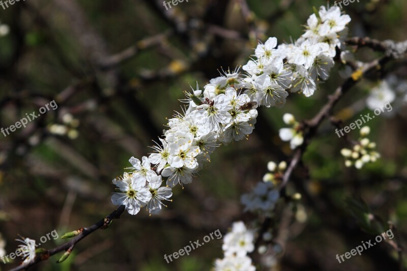 Blossom Bloom Sun Flower Spring Nature