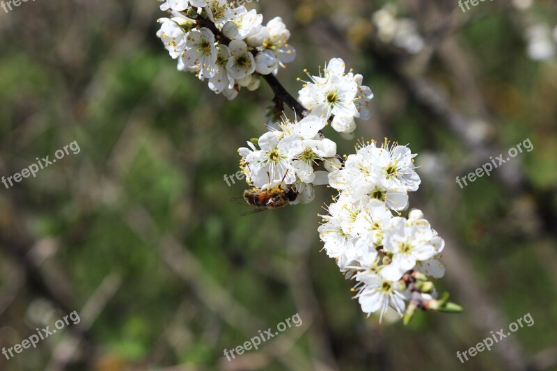 Blossom Bloom Bee Insect Flower