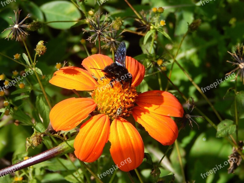 Flower Field Insect Bee Bumblebee