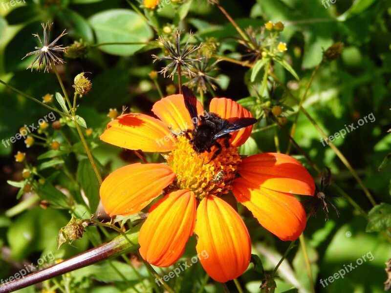 Flower Field Insect Bee Bumblebee