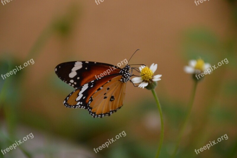 Butterfly On Top Free Photos