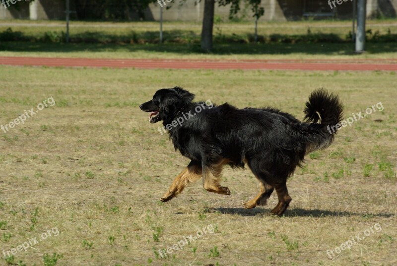 Dog Hovawart Animal Competition Obedience