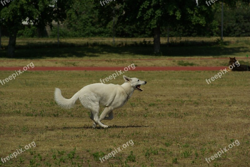 White Swiss Shepherd Dog Animal Competition Obedience