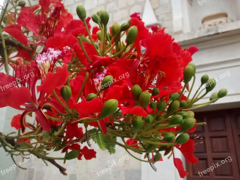 Flamboyán Flower Red Flower Delonix Regia Free Photos