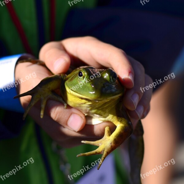 Frog Fair Boy Jump Child