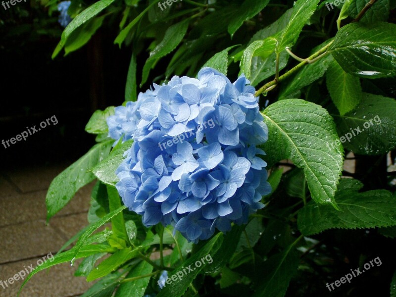 Hydrangea Flowers Rainy Season Kamakura Free Photos