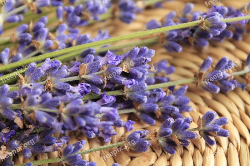 Lavender Flower Purple Free Photos