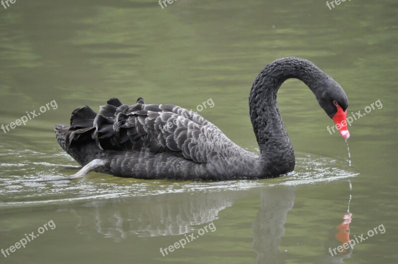 Swan Black Swan Waterfowl Pet Free Photos