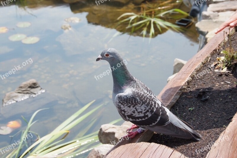 Dove Bird Water Pen Beak