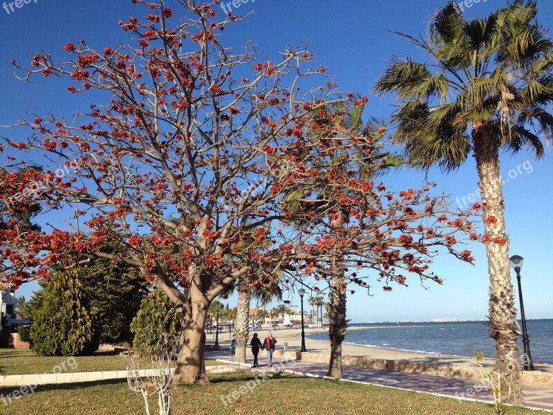 Spring On A Beach Beech Red Leaves Nature Beach