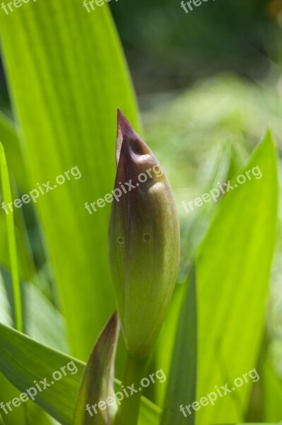 Iris Leaves Irises Leaves Green Background Of Leaves Bud