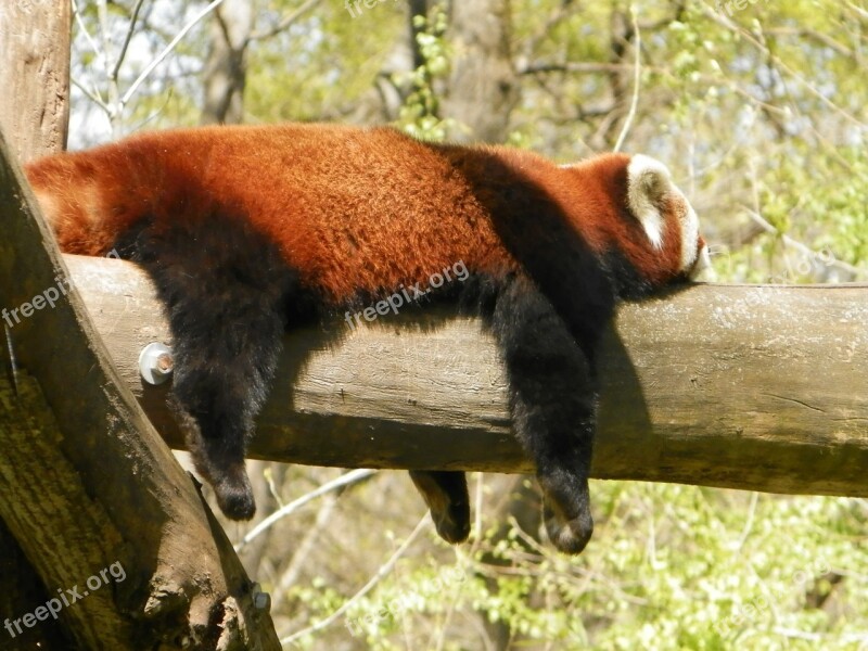 Red Panda Panda Animal Zoo Free Photos