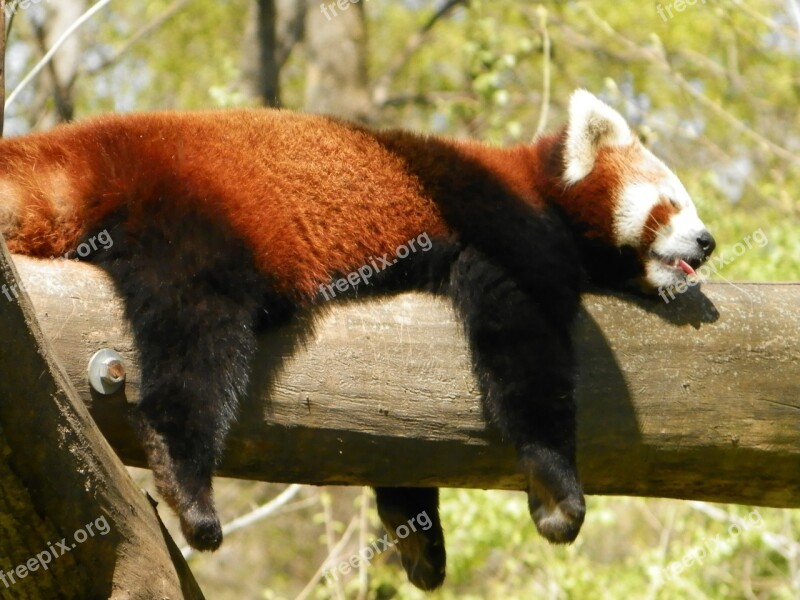 Red Panda Panda Animal Zoo Free Photos