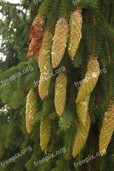 Pine Cones Conifer Resin Christmas Free Photos