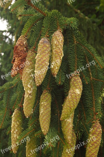 Pine Cones Resin Conifer Christmas Free Photos