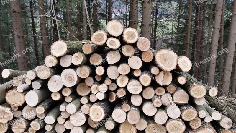 Forest Wood Log Pile Of Wood Nature