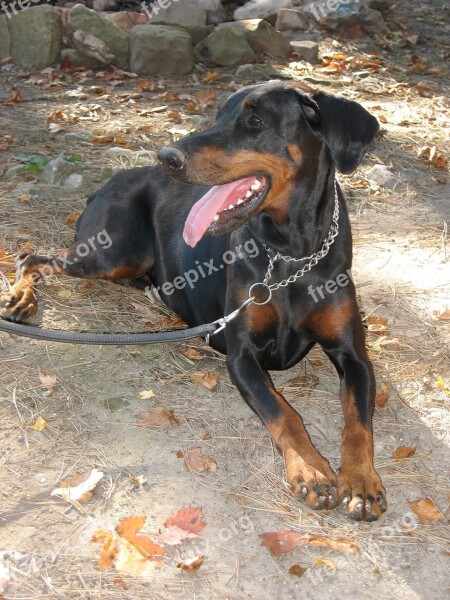 Dog Doberman Dog Leash To Dog Is Free Photos