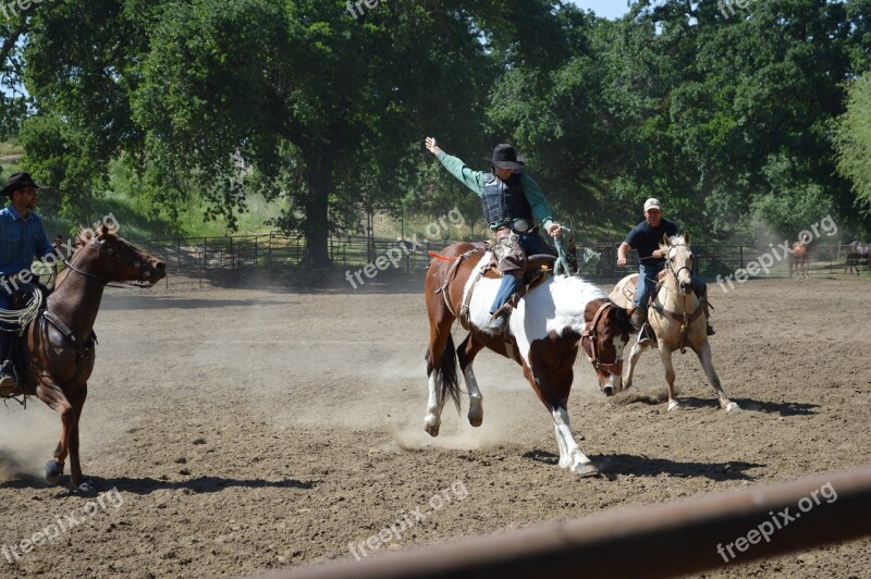 Talahi Paint Pinto Horse Equine