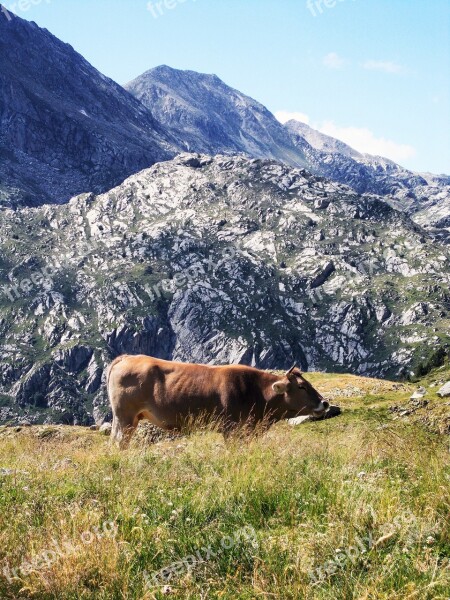 Bull Cow Brown Standing Alpine