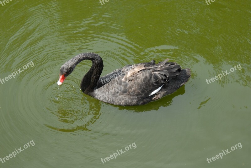 Black Swan Swan Birds Black Free Photos