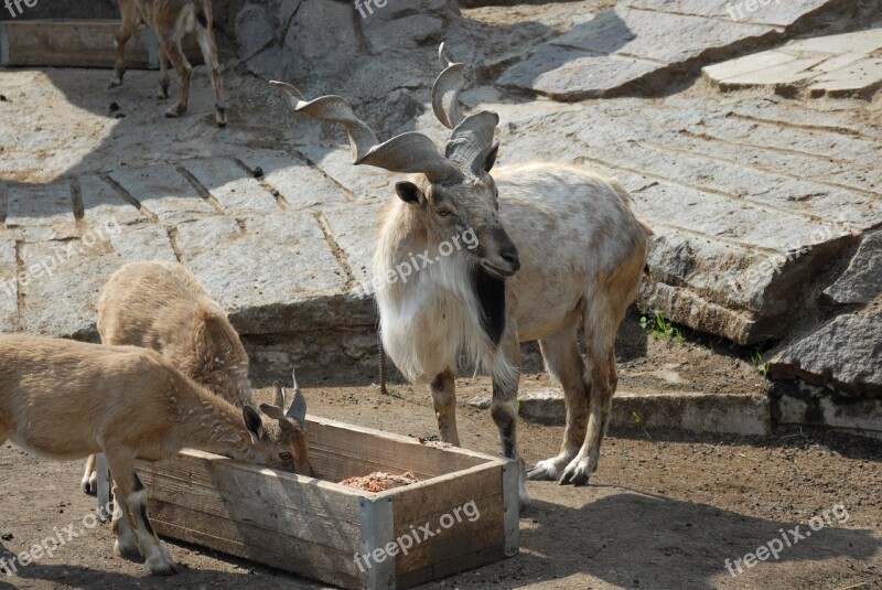 Goat Goats Mountain Zoo Animals