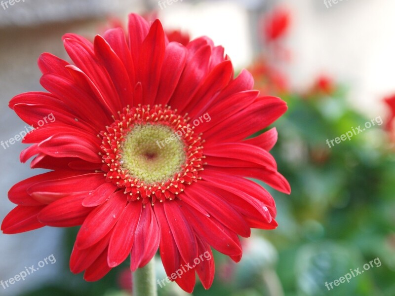 Gerber Daisy Flower Red Gerber Daisy