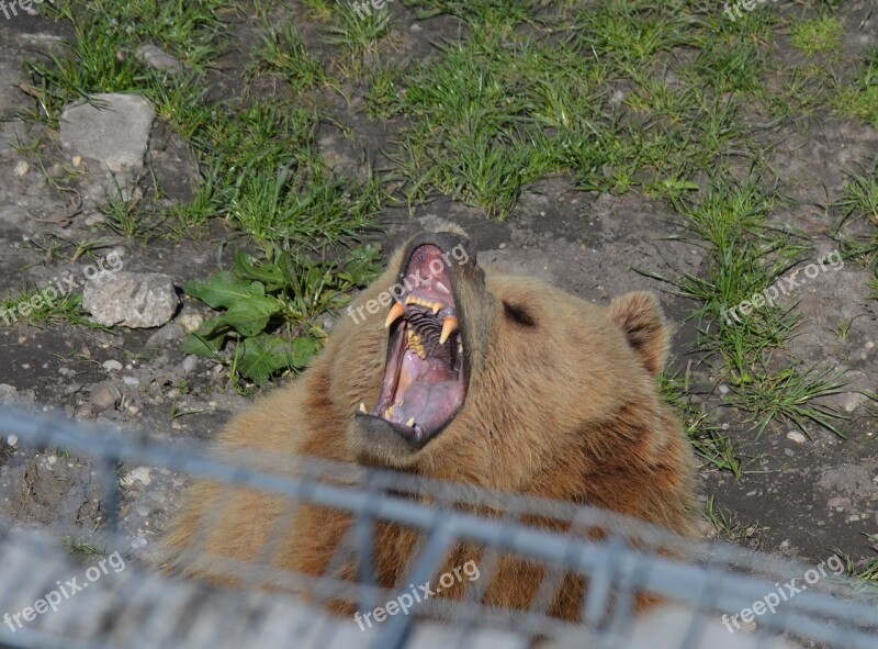 Bear Brown Bear Tired Yawn Fur