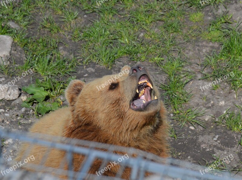 Bear Brown Bear Tired Yawn Fur