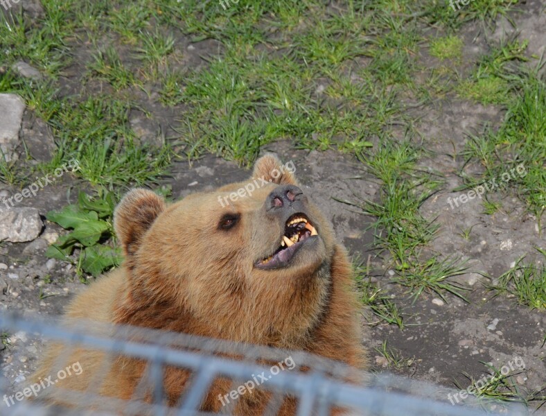 Bear Brown Bear Tired Yawn Fur