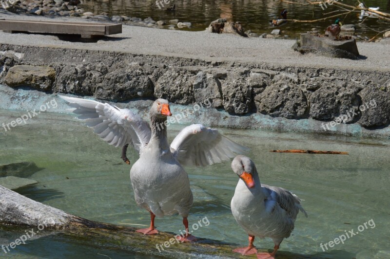 Goose Geese Animal Bird Poultry