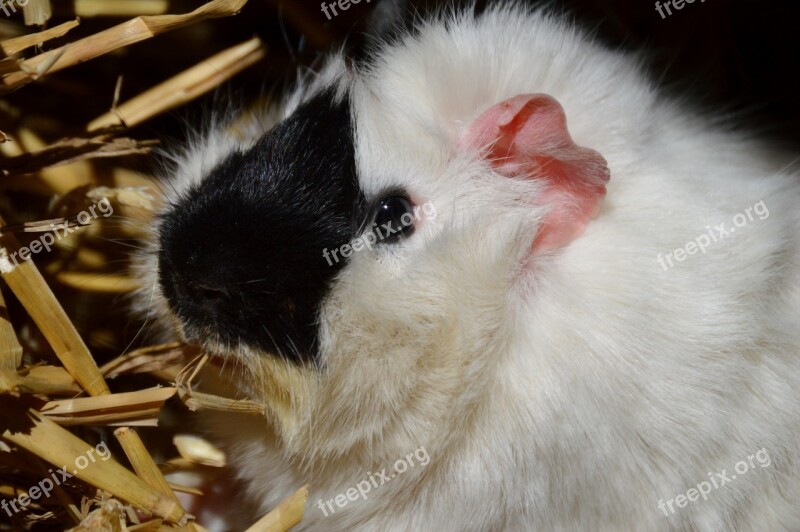 Guinea Pig Black And White Fur Rodent Cute