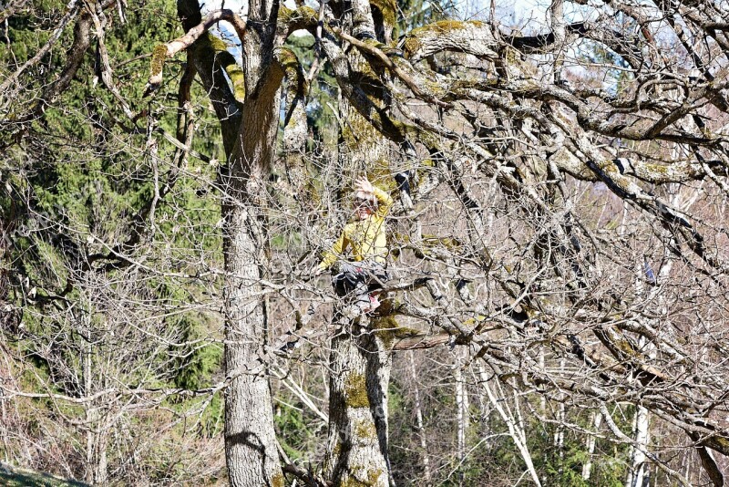 Child Girl Tree Climbing Tree Climb