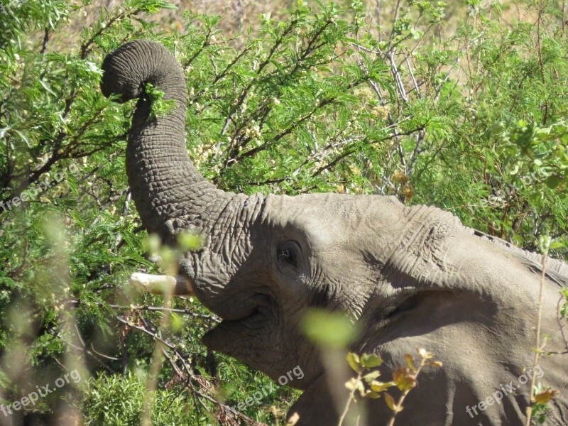 Africa Elephant Savanna Reserve Animal Free Photos