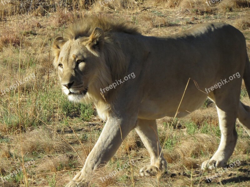 Savannah Africa Lion Free Photos