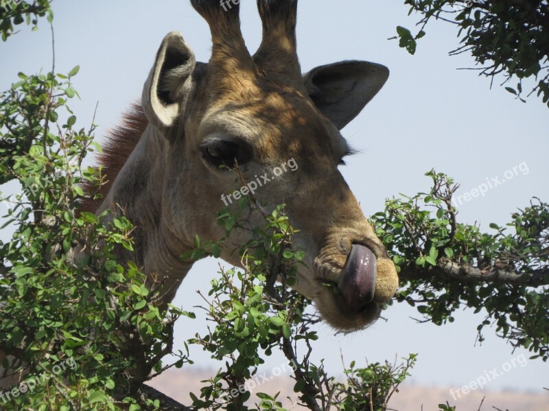 Giraffe Original Africa Free Photos