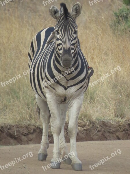 Animal Young Zebra African Savannah Free Photos