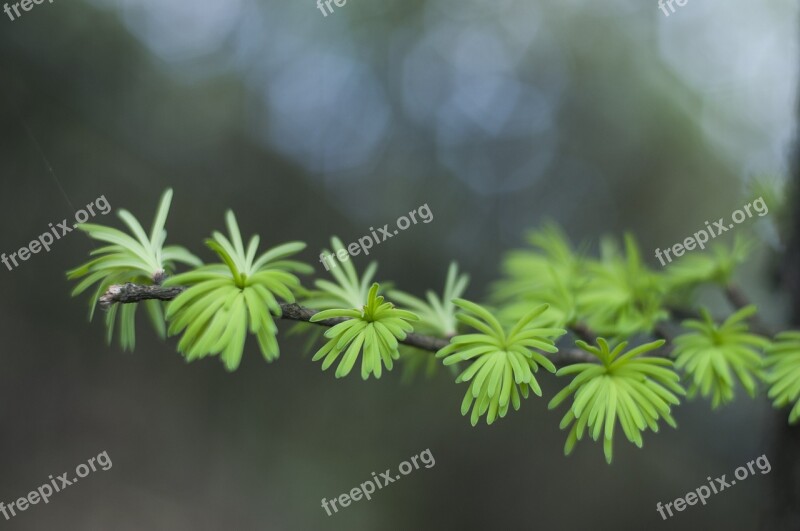 Cedar Bud Green Free Photos