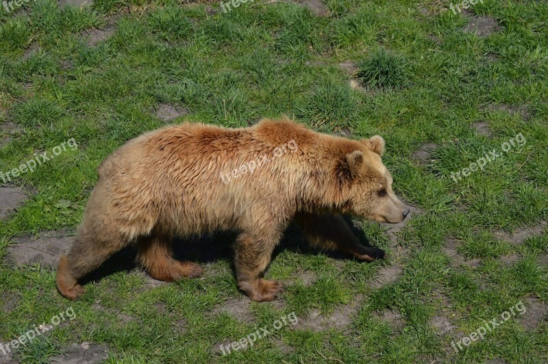 Bear Brown Bear Fur Animal World Dangerous