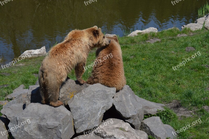 Bear Brown Bear Fur Animal World Dangerous