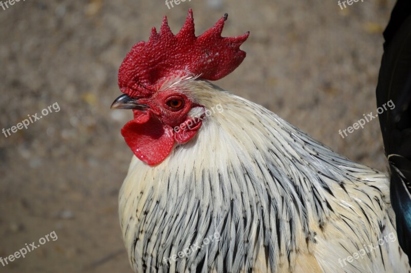 Hahn Feather Comb Bird Gockel